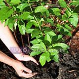 Organic fertilizer Organic fertilizer